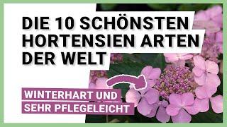 Die 10 schönsten Hortensien Arten der Welt