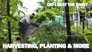 Succession Sowing + Potting Up | Blueberries + Calendula | Feeding Before the Rain (Don't Pull It!)