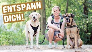 Mein Hund kann draußen nicht entspannen | VLOG Labrador Hunde