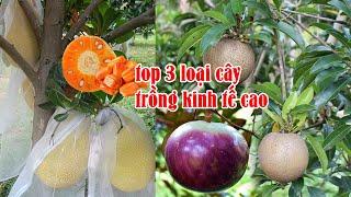 Top 3 loại cây kinh tế cao dễ trồng - nhanh cho trái | SIÊU THỊ CÂY GIỐNG WELOFARM