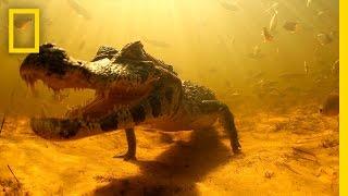 Swimming with Brazil's Caimans | National Geographic