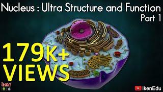 Nucleus: Ultra structure and Function - Part 1 | CBSE - ICSE | iKen | iKen Edu | iKen App