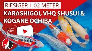 Riesiger 1.02 Meter Karashigoi, VHQ Shusui & Kogane Ochiba - Top Japankoi Selektion bei Marusei!