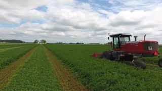 Mowing Alfalfa Hay With Massey Ferguson Windrowers