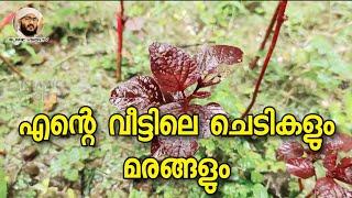 എന്റെ വീട്ടിലെ ചെടികളും മരങ്ങളും | Afsal Ahsani Kamil Saquafi