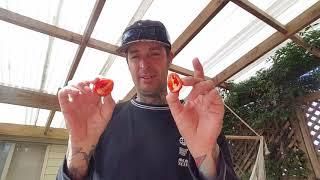 Red Savina Habanero tasting!