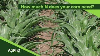 How Much Nitrogen Does Corn Actually Need (From Ag PhD #1099 - Air Date 4-28-19)