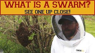 What is a honey bee swarm? What does a swarm look like? Learn what a swarm is and see one in action.