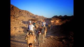 Camel ride Excursion in  Sharm El Sheikh