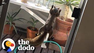 Squirrel Won't Let Woman Leave Her Home | The Dodo