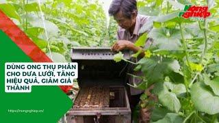 Dùng ong thụ phấn cho dưa lưới, tăng hiệu quả, giảm giá thành