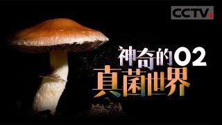 《神奇的真菌世界》02 真菌的奇妙无处不在 它既不是植物 也不是动物【CCTV纪录】