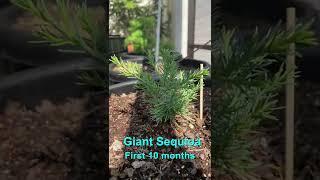 Giant Sequoia 10 month time-lapse  #giantsequoia #timelapse