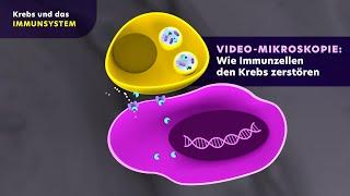 Krebs und das Immunsystem: Wie Immunzellen den Krebs zerstören (Videomikroskopie)