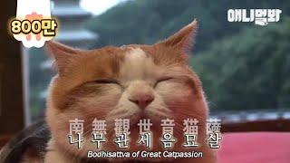 속세 츄르를 뒤로하고 냥보살이 된 해탈스님이십니다 ㅣ Meet This Buddhist Cat Who Will Find Buddha Inside You