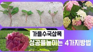 수국삽목 성공률 높이는 수국삽수 채취 4가지 방법!!!