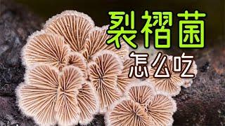 冬天采蘑菇，树上常见毛茸茸的可爱裂褶菌（白参），味道也不错