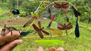 Dragonfly:Hunt the air maestro with a spider web