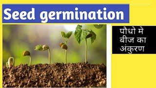 Seed germination ll बीज अंकुरण की प्रक्रिया ll Explanation in 8-minutes