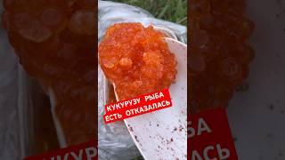 Такой рыбалки нам НЕ НУЖНО!!! #рыбалка