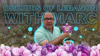 Discover The Orchids of Lebanon with Marc: A Moment of Peace in Nature. اكتشف زهور الأوركيد في لبنان