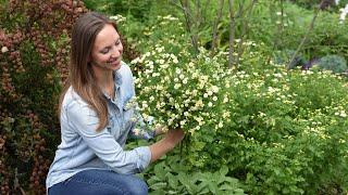 How to Harvest Feverfew in your Cut Flower Garden // Northlawn Flower Farms