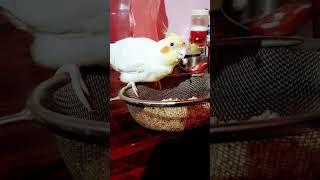 I am thinking..#funny #comedy #funnyvideo #cockatiel #satisfying #happy #fun #funnyanimals