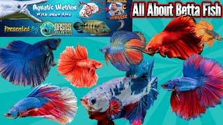 Aquatic Wetline W/ Aqua Alex: All About Betta Fish