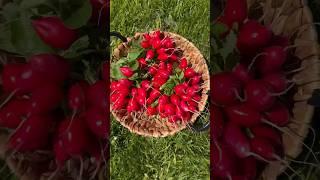 Самый ВКУСНЫЙ РЕДИС, растет даже ЛЕТОМ #дача #огород #рассада  #теплица
