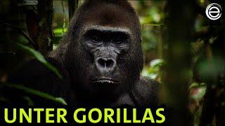 Adventure Jungle – Among Gorillas | Erlebnis Erde