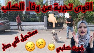 خسرت كلبي ️ اقوى تجربة عن وفاء الكلب ( مستحيل الي صار ) ام سيف