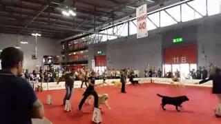 World dog show Milano 2015