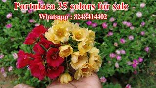 Table rose - #Portulaca - Pathumani - Online sale  -80 colors Available - Whatsapp : 8248414402