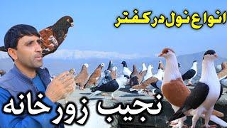 با نجیب الله زورخانه- اصلاح و بهترین نول در کفتر های اصیل افغانستان | With Najibullah Zorkhana