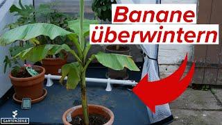 Banane im Winter schützen - So überwinterst du deine Bananenpflanze richtig