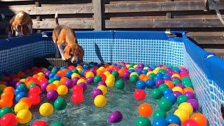 Surprise! Beagles Get a Ball Pit Pool Party!