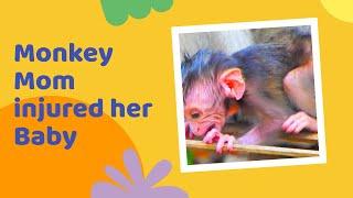 Monkey  mom   injured her baby #wildlife #nature #wildanimals #krugernationalpark #monkey
