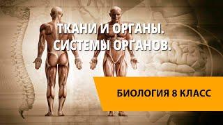 Ткани и органы. Системы органов