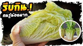 เช็คด่วน..!! ผลที่ได้ ว๊าว..มาก  กินผักกาดขาวบ่อยๆ แต่กลับไม่รู้เรื่องนี้  | Nava DIY