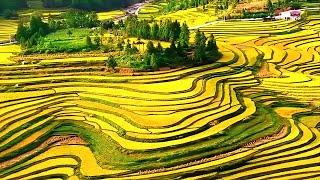 Incredible Rice Terraces | Stairways to Heaven | Rice Paddies