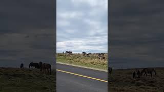 Discover the WILD BRUMBIES in Kiandra Snowy Mountains