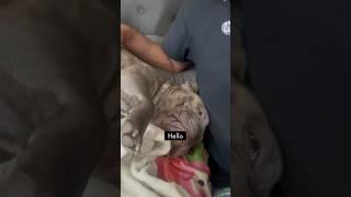 George G: A Tale of Unbreakable Bond #george #tale #of #unbreakablebond #dogdad #shorts