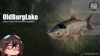 (Russian Fishing 4) Old Burg Lake - Current Grass Carp Breeding Spot