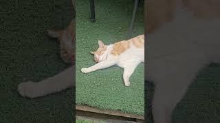 #여름#더위#낮잠#고양이