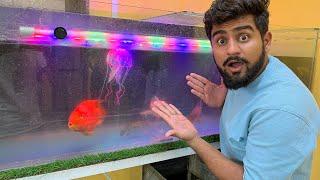 New Jelly Fish Surprise Mili #jellyfish