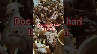 Ayam petelur #ayampetelur #peternakanayampetelur #peternakayampetelur #ayam #petelur