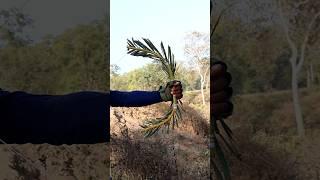 How To Make Arrow And Bow Bamboo Craft Easy Mathod At Home #diy #craft #youtubeshorts #wood #bamboo