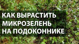 Микрозелень на подоконнике за 7 дней - просто и без химии