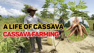 how to grow cassava | cassava farming
