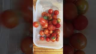 HOY COSECHAMOS MAS TOMATES HIDROPONICOS!!!